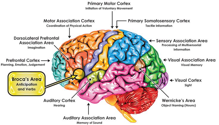 Which Region of the Brain is Necessary for Consciousness?
