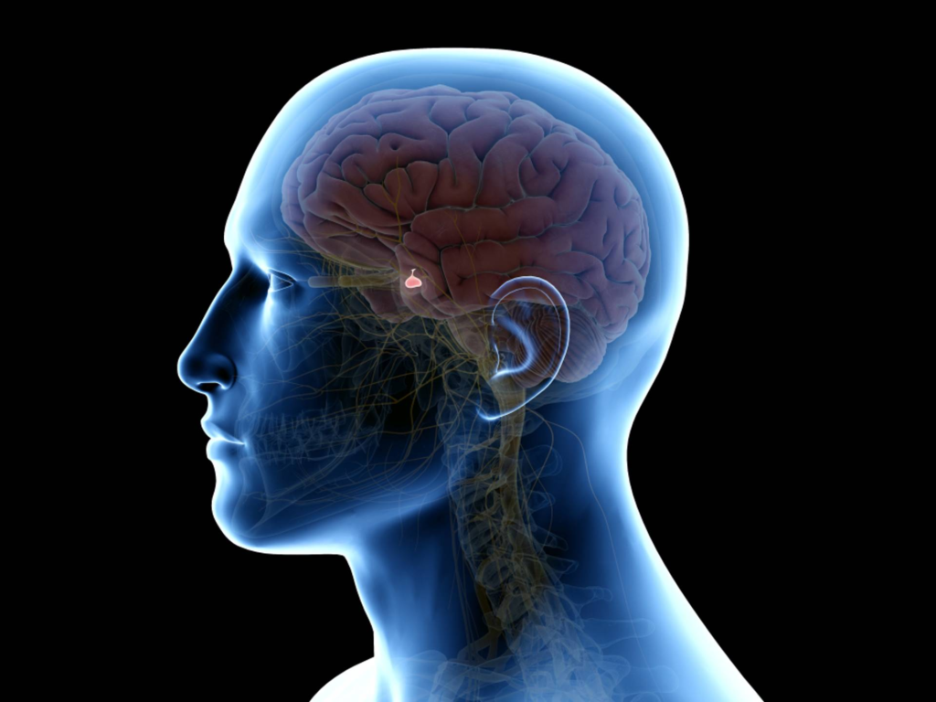 Does the Thalamus Impact Consciousness?
