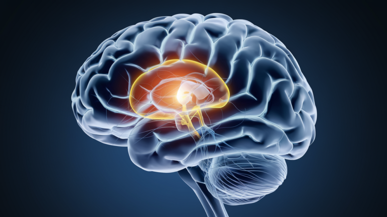 which region of the brain is necessary for consciousness